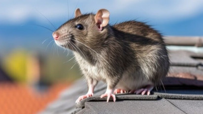 Jika Ada Tikus Masuk Rumah Jangan Teriak Tapi Langsung Banyak Istighfar, Ustaz Khalid Basalamah Bilang Itu Karena …