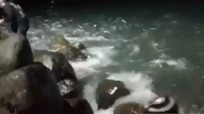 Ternyata Ini Penyebab Muncul Banyak Ikan di Pantai Selatan
