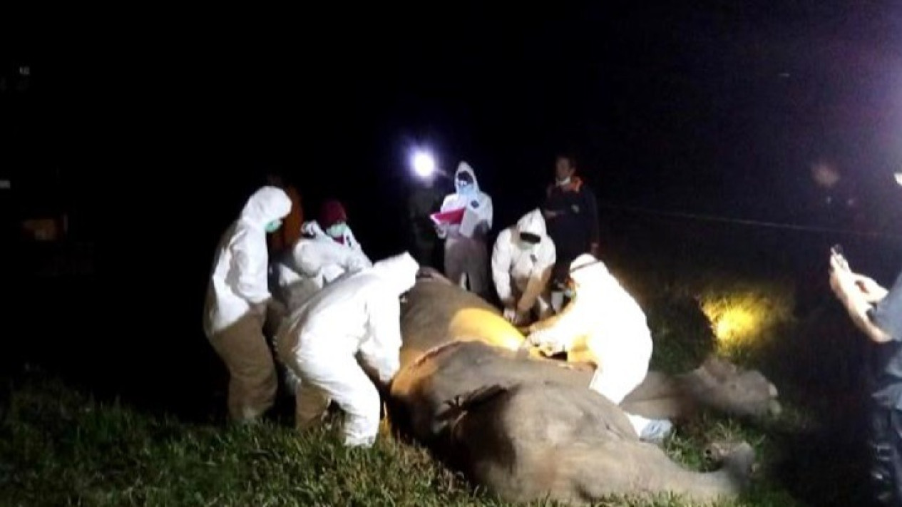 'Bunga' Gajah Sumatera Ditemukan Mati di Taman Nasional Way Kambas, Penyebab Kematian Masih Jadi Misteri
            - galeri foto