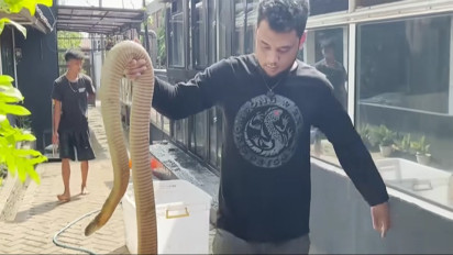 Daripada Berkelahi Melawan King Cobra, Lebih Baik Ikuti Saran Panji Petualang Agar Ular Tidak Masuk Rumah