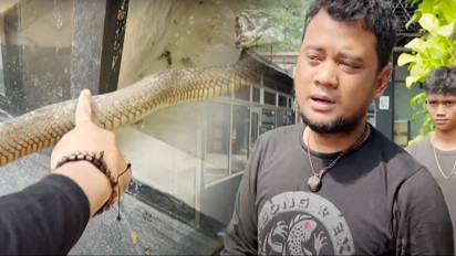 Jadi Korban Bacok Warga sampai Patah Tulang, Panji Petualang Beritahu Cara Merawat Ular Agar Sembuh