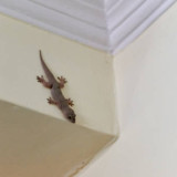 Waspadalah Jika Banyak Cicak di Rumah, Ini Penjelasan Ustaz Adi Hidayat