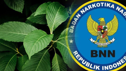 Kratom Legal Diekspor Pemerintah, Begini Kata BNN soal Kandungan Narkotika di Dalamnya: Punya Efek Mirip Morfin?