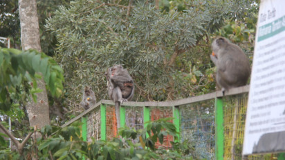 Sumber Makanan Terus Menipis Akibat Kemarau Panjang, Kawanan Kera Liar Turun Gunung Cari Makan di Lumajang