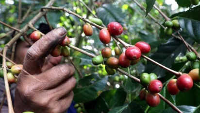 Para Petani di Lumajang Sambut Gembira Naiknya Harga Kopi Senduro