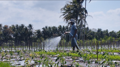 Serangan Ulat Tanah dan Busuk Batang Resahkan Petani Cabai di Kulon Progo
