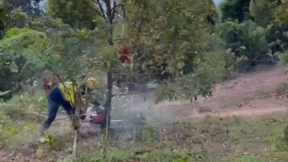 Tangis Histeris Warga di Latimojong Sulsel Saat Kebun Cengkehnya Dibabat PT MDA Dikawal Aparat