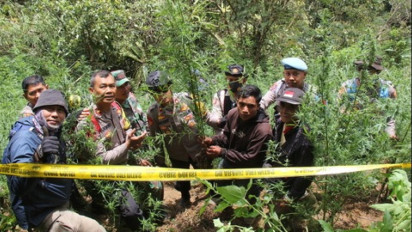 Grebeg Ladang Ganja di Kawasan Taman Nasional Bromo Tengger Semeru, Polres Lumajang Amankan Dua Pelaku