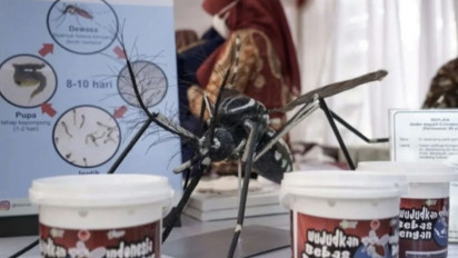 27 September Uji Coba Nyamuk Wolbachia, Legislatif Minta Pemprov Jakarta Gencar Sosialisasi