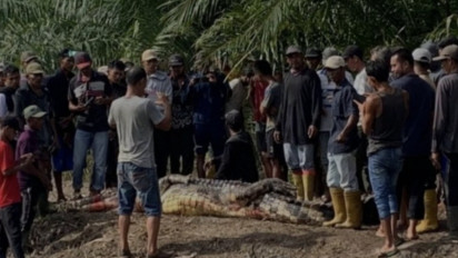 Nahas! Pria Tewas Diterkam Buaya Muara di Rokan Hilir Usai Niat Memancing Ikan