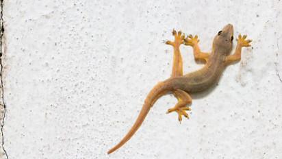 Benarkah Kalau Kejatuhan Cicak akan Mendapatkan Sial? Ternyata Kata Buya Yahya dalam Islam Pertanda…