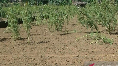 Hari Tani Ditunggangi Demi Kepentingan Elite, Masyarakat Jenuh Disuguhi Kegaduhan Kelompok Buruh Ini