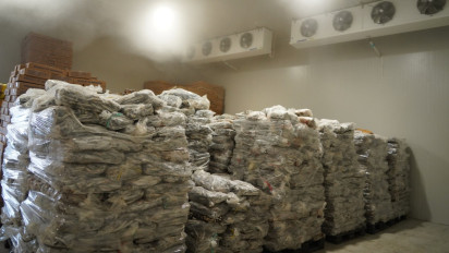 KKP Catat Surplus Perikanan Tembus Rp51 Triliun dalam 8 Bulan, Ekspor Udang RI Melesat