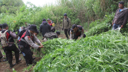 22 Lokasi Ladang Ganja di Kawasan TNBTS Kembali Ditemukan, Polisi Amankan 25 Ribu Barang Ganja