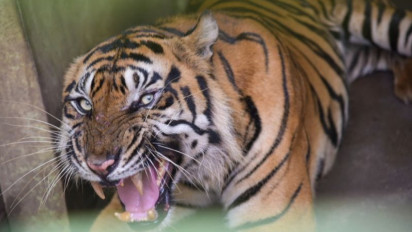 Pria di Dusun Peninjauan Lampung Barat Tewas Diduga Diterkam Harimau, Polisi dan Warga Terjun Lakukan Evakuasi