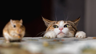 Setelah Mati, Apakah Hewan Kesayangan Kita di Dunia akan Masuk Surga? Ternyata Kata Ustaz Adi Hidayat