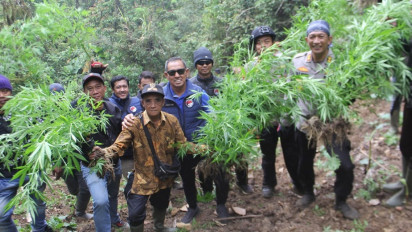 Tembus Jalur Ekstrim, Polisi Kembali Temukan Ladang Ganja di Kawasan TNBTS