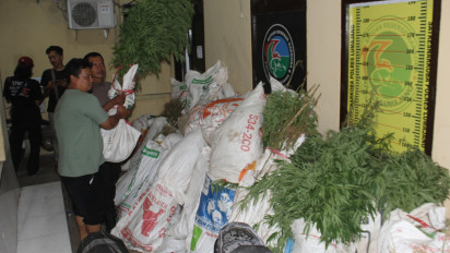 4 Orang Ditetapkan sebagai Tersangka Kepemilikan Tanaman Ganja di Lereng Semeru, Polisi Buru Otak Utama