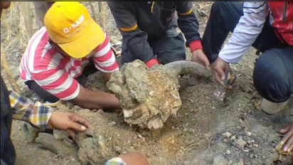 Penemuan Fosil Belasan Hewan Purba di Kawasan Hutan Tritik Rejoso Nganjuk Diharapkan Jadi Kawasan Prasejarah