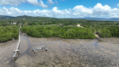 Pelindo Terminal Petikemas Rehabilitasi 25 Hektar Kawasan Mangrove di Sulawesi Tenggara
