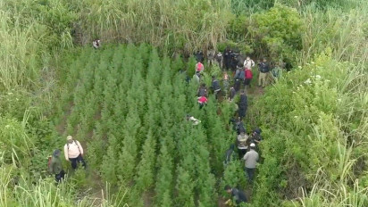Operasi Pemusnahan Belum Berakhir, Polisi Amankan 40.880 Batang Ganja dari Kawasan TNBTS