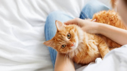 Padahal Rupanya Lucu, Tingkahnya Menggemaskan, tapi Mengapa Kucing kata Ustaz Khalid Basalamah Sebaiknya Tak Perlu Dipelihara di Rumah? Ternyata...