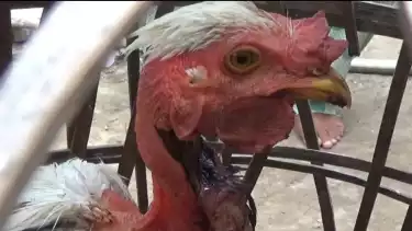 seekor ayam kampung milik Mardayanti, warga Desa Mappakalompo, Kecamatan Galesong, Kabupaten Takalar, Sulawesi Selatan, tetap hidup meskipun sudah disembelih dua hari yang lalu.