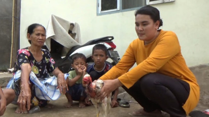 Unik, Ayam untuk Perayaan Maulid di Takalar Tetap Hidup Setelah Disembelih