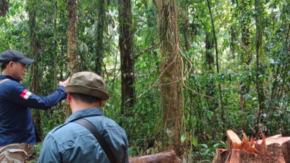 Tindak Lanjut Temuan Penebangan Liar, BKSDA Maluku Operasi Pengamanan Kawasan Hutan di SBT
