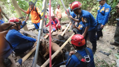 Ngamuk dan Lepas dari Kandang, Sapi Bobot 1,5 Kuintal Masuk Sumur di Klaten