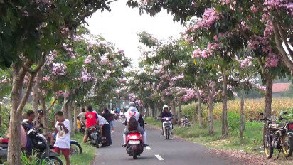 Bunga Tabebuya Bermekaran di Jalanan Klaten, Bak Musim Semi di Negeri Sakura