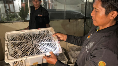 1.028 Ekor Burung Tanpa Dokumen Diamankan Petugas Karantina di Pelabuhan Bakauheni Lampung