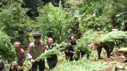 Lagi, Polres Lumajang Berhasil Amankan 1.588 Batang Ganja di Kawasan TNBTS