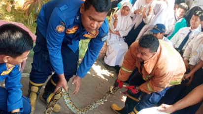 Satu Sekolah Heboh, Ular Piton Sepanjang Tiga Meter Muncul di Lingkungan SMPN 1 Gresik