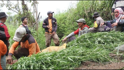 Pengakuan Warga Argosari, Tersangka Penanaman Ganja Ancam Bunuh dan Bakar Motor Jika Masuk Kawasan Ladang Ganja