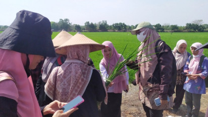 Gandeng Malaysia, Petani di Gresik Kendalikan Hama Cukup dengan Smartphone
