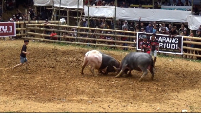 Viral! Diduga Kalah Judi, Penonton Bentrok Dilokasi Arena Adu Kerbau