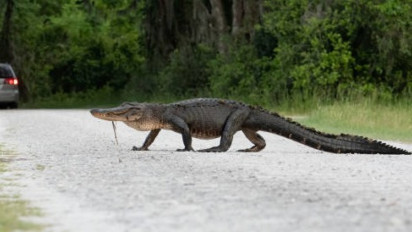 Penangkaran Buaya Jebol di Cianjur, Rumah-rumah Warga Dihampiri Buaya, Tim Animal Rescue Angkat Bicara