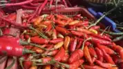Harga Cabai Rawit Rp62.150/kg, Telur Ayam Rp29.100/kg per Selasa Pagi