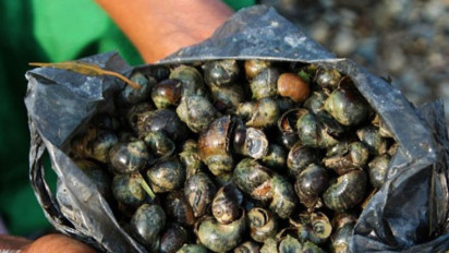 Hasil Riset Sebut Lendir Keong Darat Bisa Digunakan untuk Obat Kecantikan, Peluang Baru Industri Kosmetik