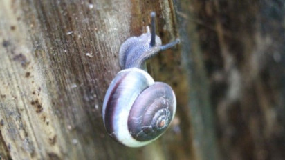 Peneliti Ungkap Lima Kelompok Keong Darat Asal Indonesia Mujarab Jadi Obat Herbal, Ampuh Sembuhkan Luka hingga Asma