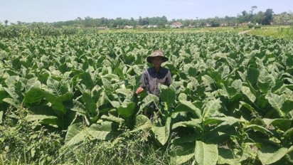 Polemik RPMK Kemasan Rokok Polos Tanpa Merek, Kemenkes Abaikan Petani Tembakau dan Cengkeh