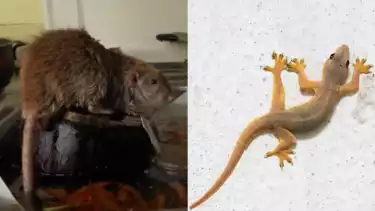 Ilustrasi hewan tikus dan cicak saat berada di rumah