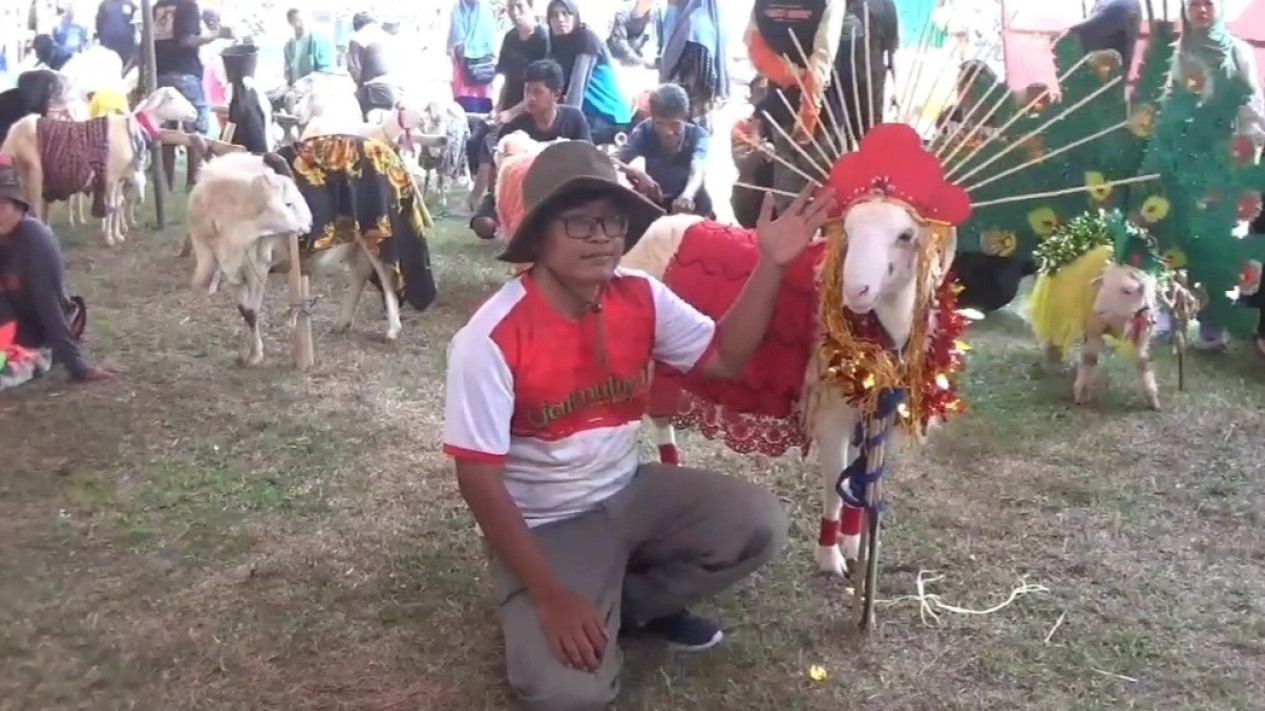 Fashion Show Unik di Kebumen, Ratusan Domba Pamer Kemolekan Diatas Catwalk
            - galeri foto