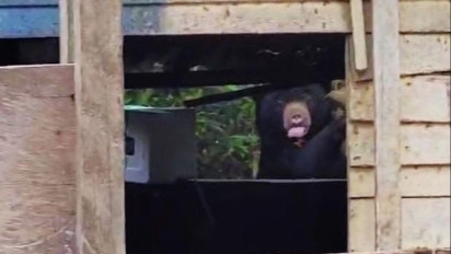 Beruang Madu ‘Ngidam’ Sisa Makanan di TNBBS Lampung, Warga Diimbau Waspada!