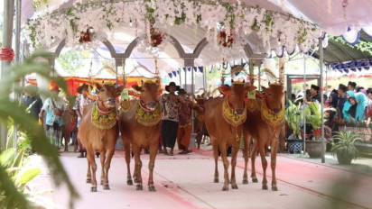 Intip Kontes Sapi Sonok di Pamekasan, Budaya Madura yang Menarik Perhatian Dunia