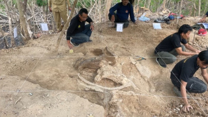 Fosil Gajah Purba Stegodon Ditemukan di Hutan Tritik Nganjuk, Bukti Kehidupan Purbakala di Jawa Timur