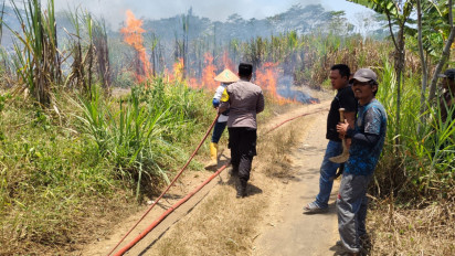 Empat Hektar Tebu Siap Panen di Lumajang Terbakar
