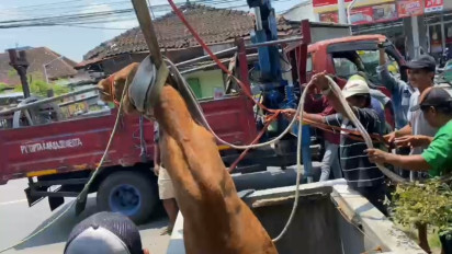 Hendak Dijual, Sapi Malah Mengamuk Hingga Terperosok ke Gorong-gorong di Klaten