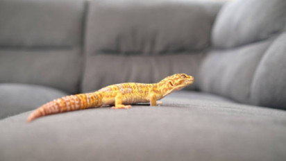 Tiba-tiba Cicak Masuk ke Dalam Rumah Tolong Perbanyak Istighfar, Ustaz Adi Hidayat: Biasanya Tanda Tempat...